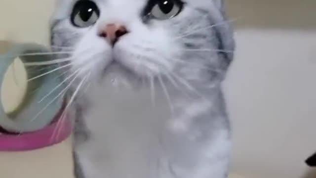 FUNNY CAT