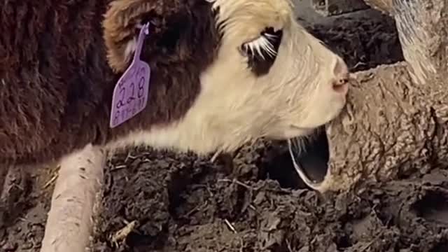 Don’t do drugs #kansas #cows #ranchlife