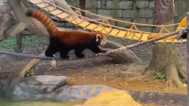 red panda