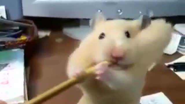 Hamster and pencil