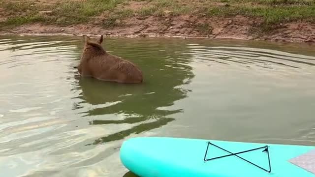 Sunset with a moose