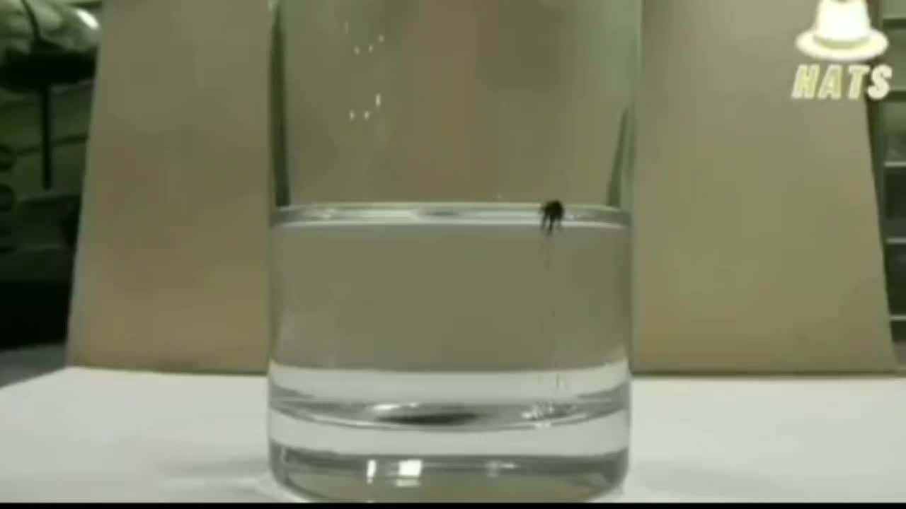 ⚫ Graphene IN Capsules/ HOME TEST❗