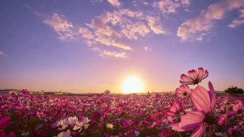 ❤️❤️ Beautiful Flowers ❤️❤️