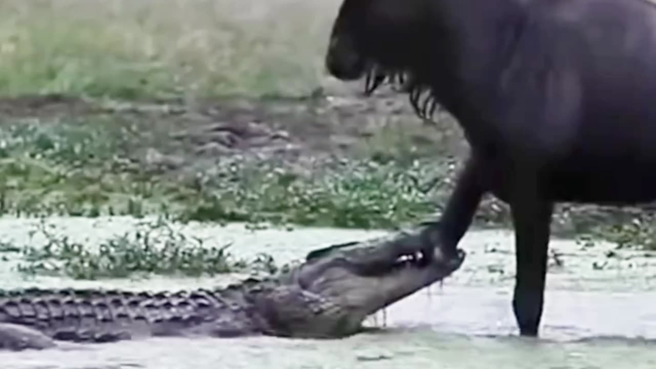 crocodile buffalo wild animal