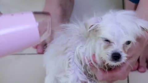 First Cute Pomeranian Puppy Bath _ Funny Dogs Puppies _ Min Puppy #6