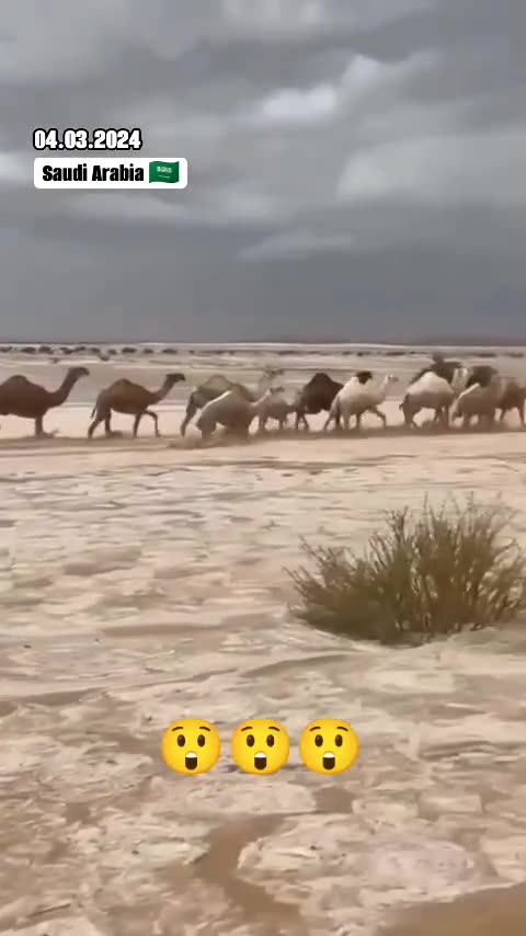 Camels are walking along the hail river in the Ar-Riyadh district.