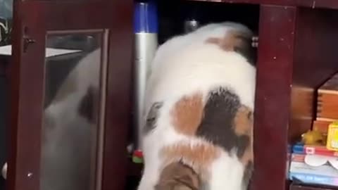 Fluffy Cat Climbs Inside Tiny Cabinet Searching for Catnip