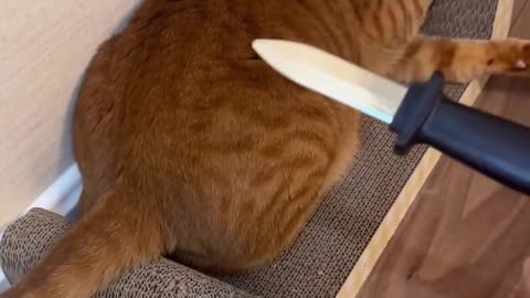 funny cat