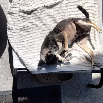 Nacho enjoying the sunshine