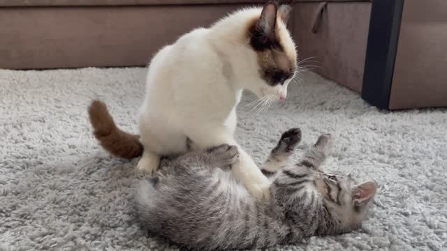 Kitten wakes up the Cat