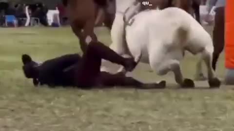 Horse Suplex