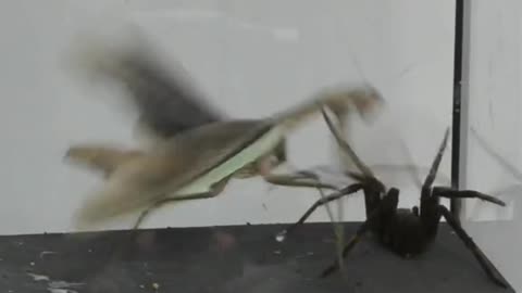 Battle between Spider and Mantis