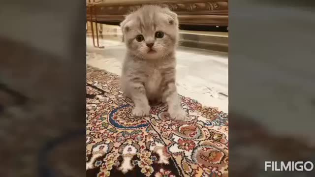 Baby Cats -