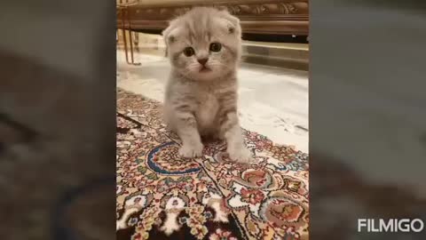 Baby Cats -