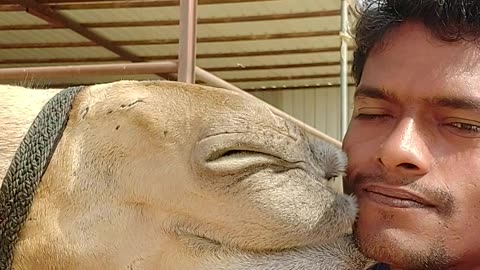 Camel is my favorite ❤️