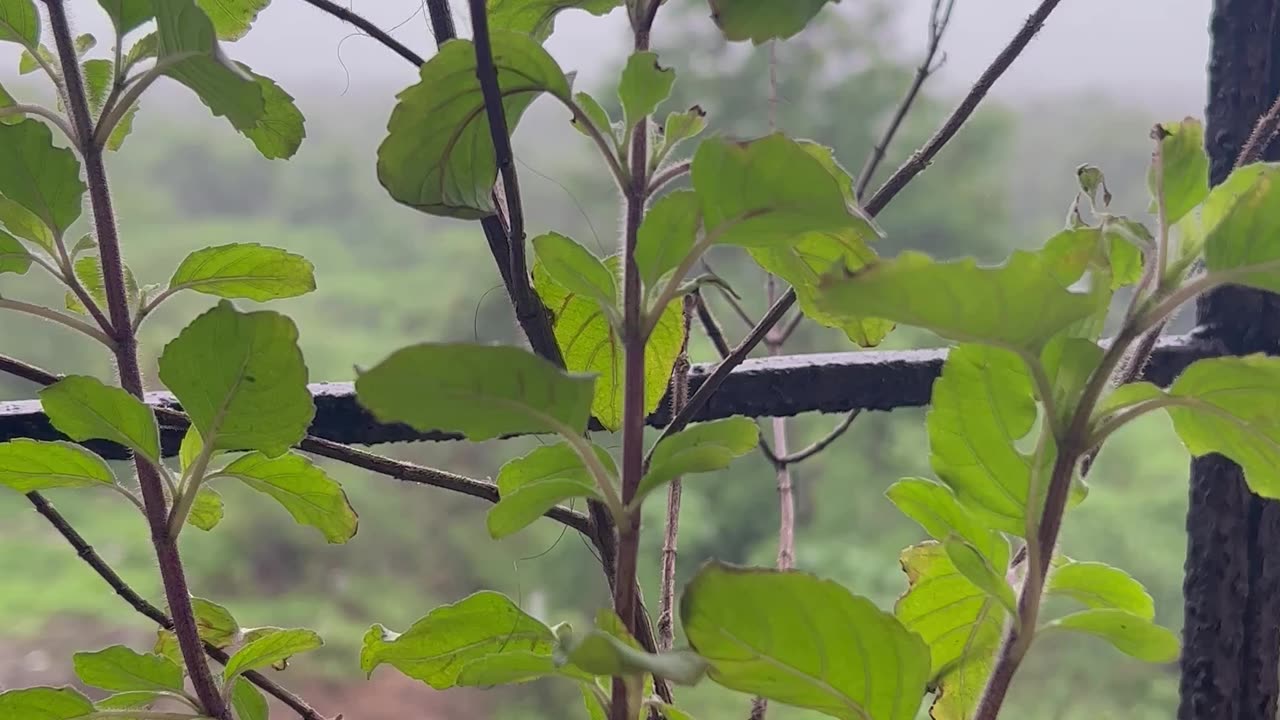 Heavy rainfall in Mumbai! Mansoon / raining 🌧️ ☔️