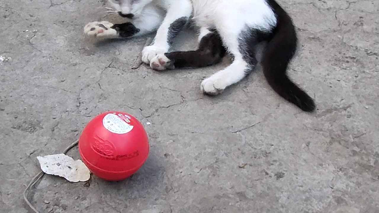 Cat play