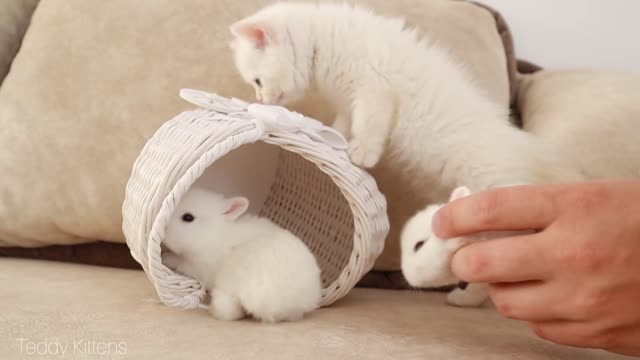 It's very Cute! : White kitten and little white bunnies