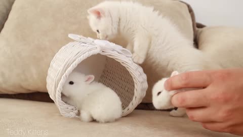 It's very Cute! : White kitten and little white bunnies