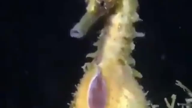 A MALE SEAHORSE GIVING BIRTH