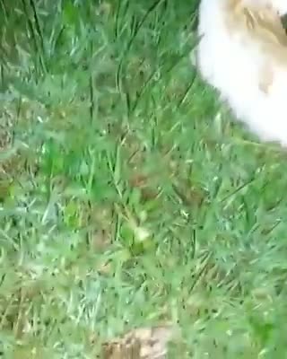 Oh my God, the evil man burns the cat :(