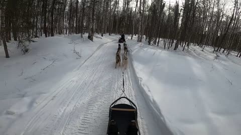 Dog Mushing Alaska 2024 Part 1