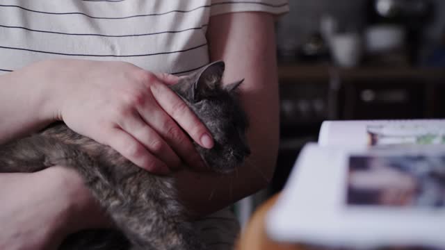 Cats Bonding With Their Owners.