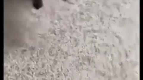 monkey fighting with dogs