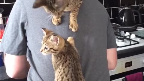 Cat climb on owner's back