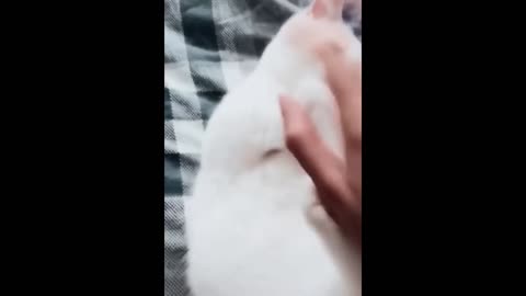 Kucing dan anjing lucu 🐶🐱 Video hewan lucu #9