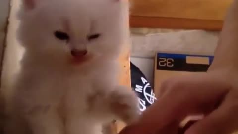 It is a lovable kitten