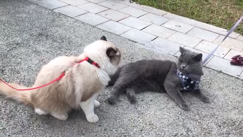 You guys stop fighting