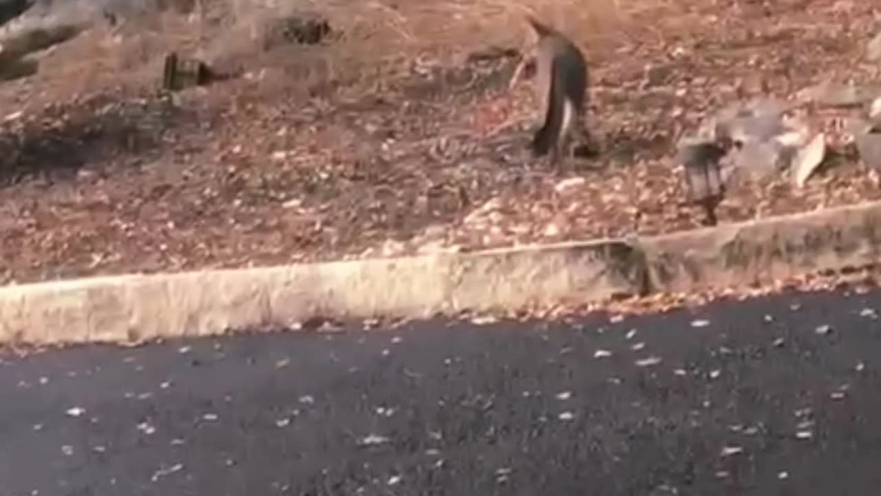 Dinnertime For a Wild Fox