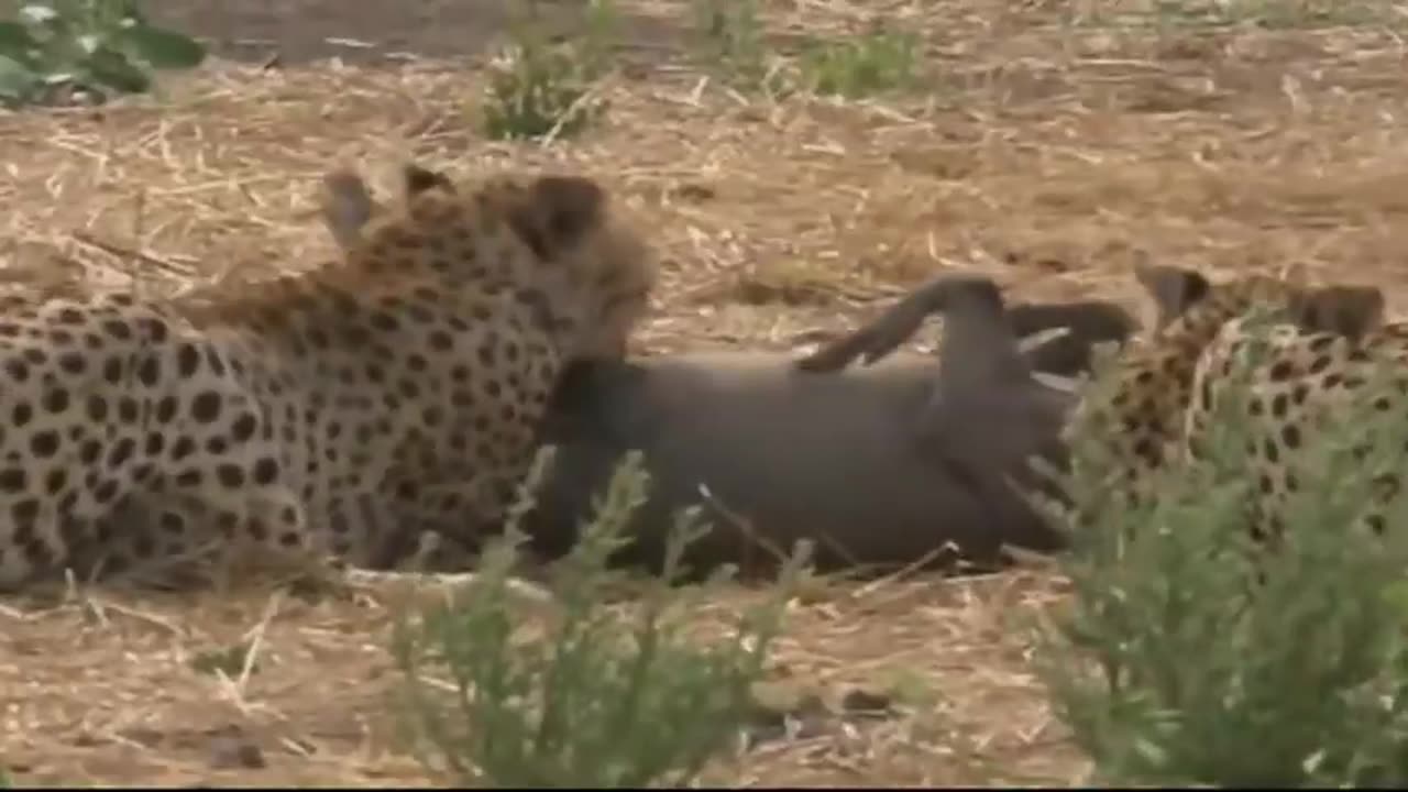 Look What Happens When The stupid Warthog Try To Escape Cheetahs Alone