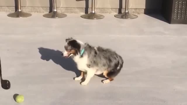 Dog Playing