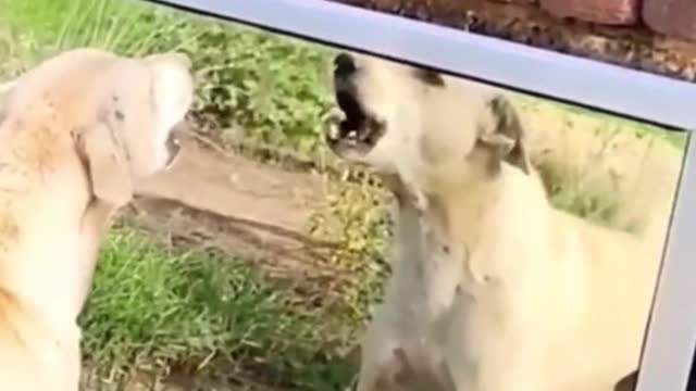 The dog snapped at himself in the mirror