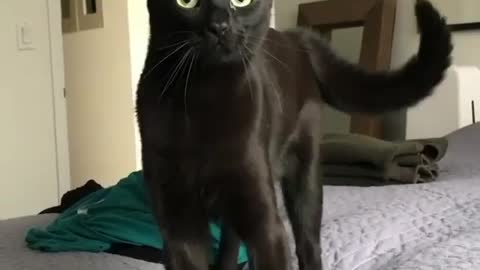 Gato engraçados
