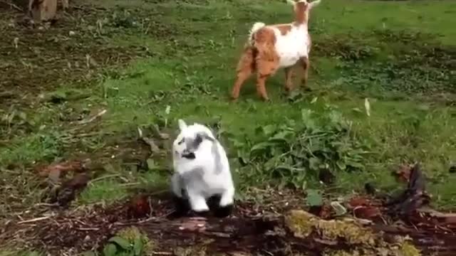 Goat's child considers himself to be open