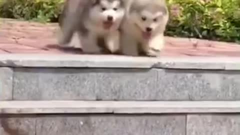 Adorable cute little pets