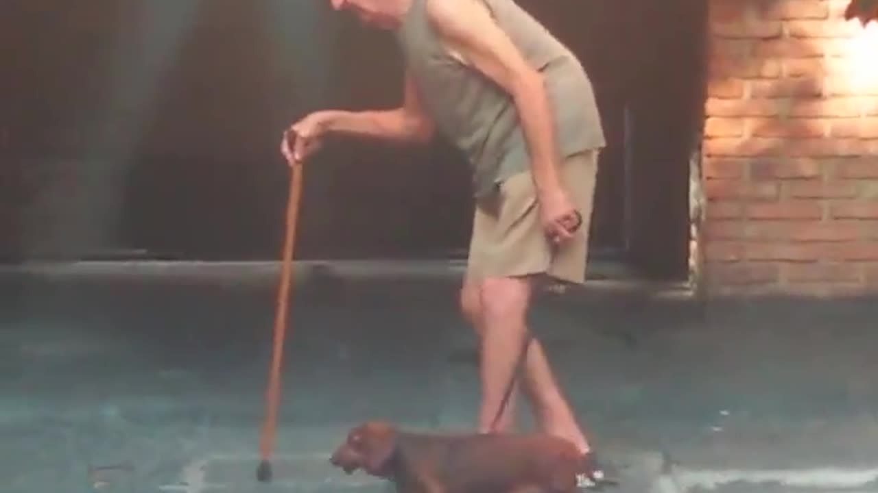 Patient dog walks extremely slowly with elderly owner