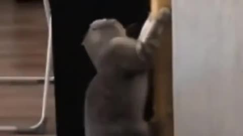 Funny Pets Moment #26
