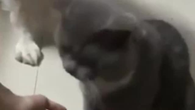 FUNNY ANIMAL MOMENTS - BEST ANIMAL WORLD VIDEOS III