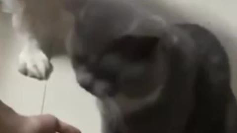 FUNNY ANIMAL MOMENTS - BEST ANIMAL WORLD VIDEOS III