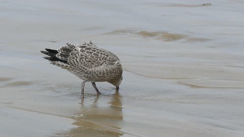 Bird On The Seashore