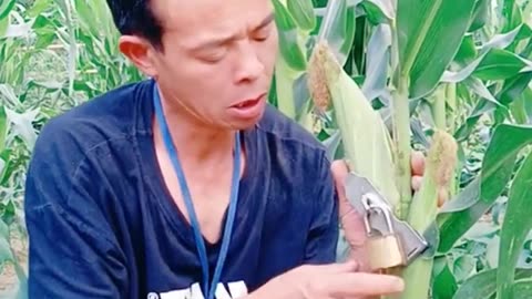 Man locks his corn😂😂😱🤯