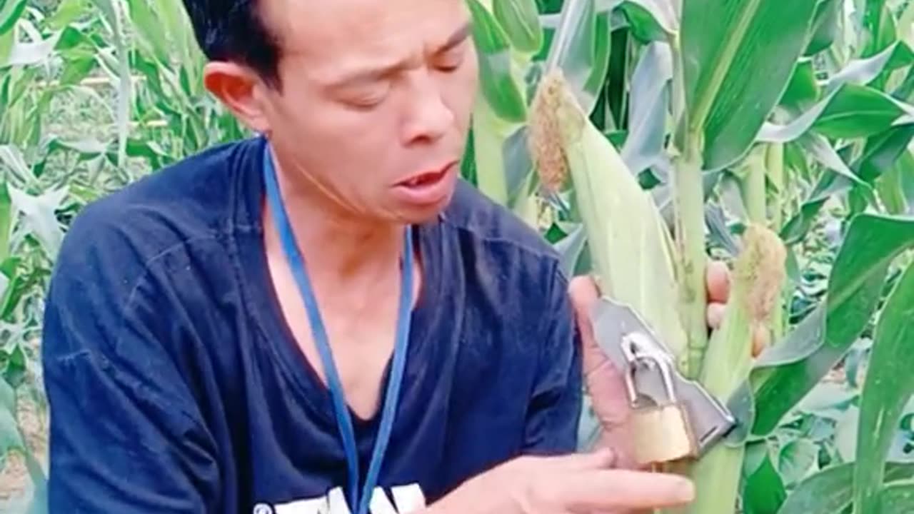 Man locks his corn😂😂😱🤯