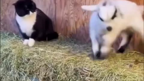 🤣😹 wait till the end 🤣 Funny animal videos. 😹🤣