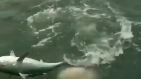 This is a beautiful and charming water-dwelling species