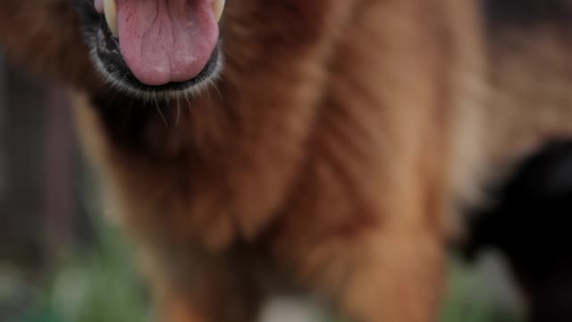 Bitch feeding puppies