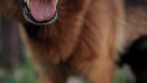 Bitch feeding puppies